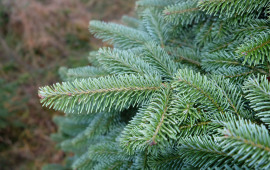 Fjelledelgranbar-main